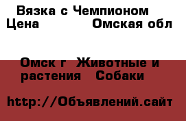 Вязка с Чемпионом  › Цена ­ 8 000 - Омская обл., Омск г. Животные и растения » Собаки   